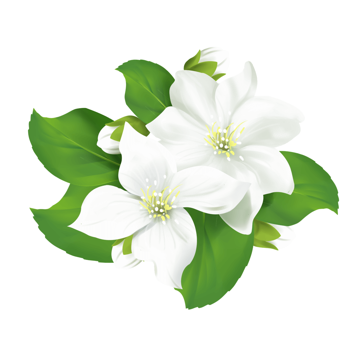 flowers-name-in-telugu-40