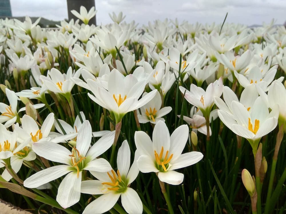 Monsoon lily