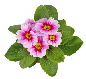 February Birth Flower Primrose