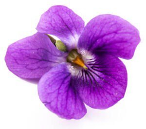 February Birth Flower Sweet Violet