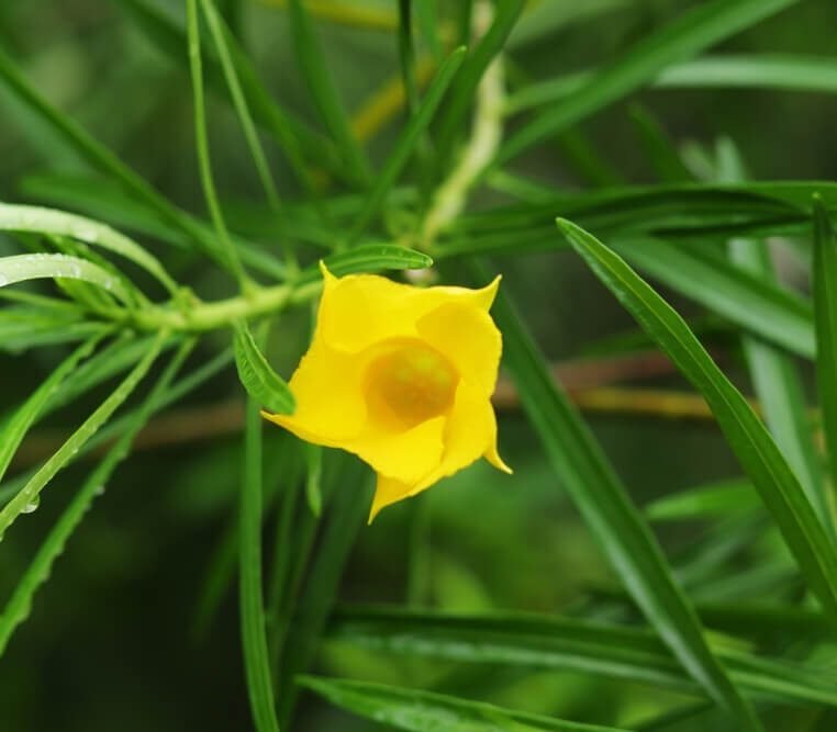 Yellow Oleander