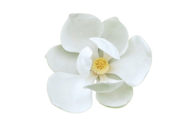 magnolia