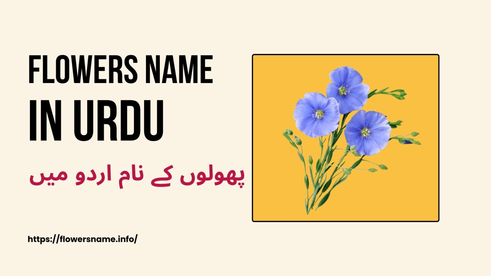 Flowers Name In urdu