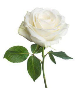 White Rose