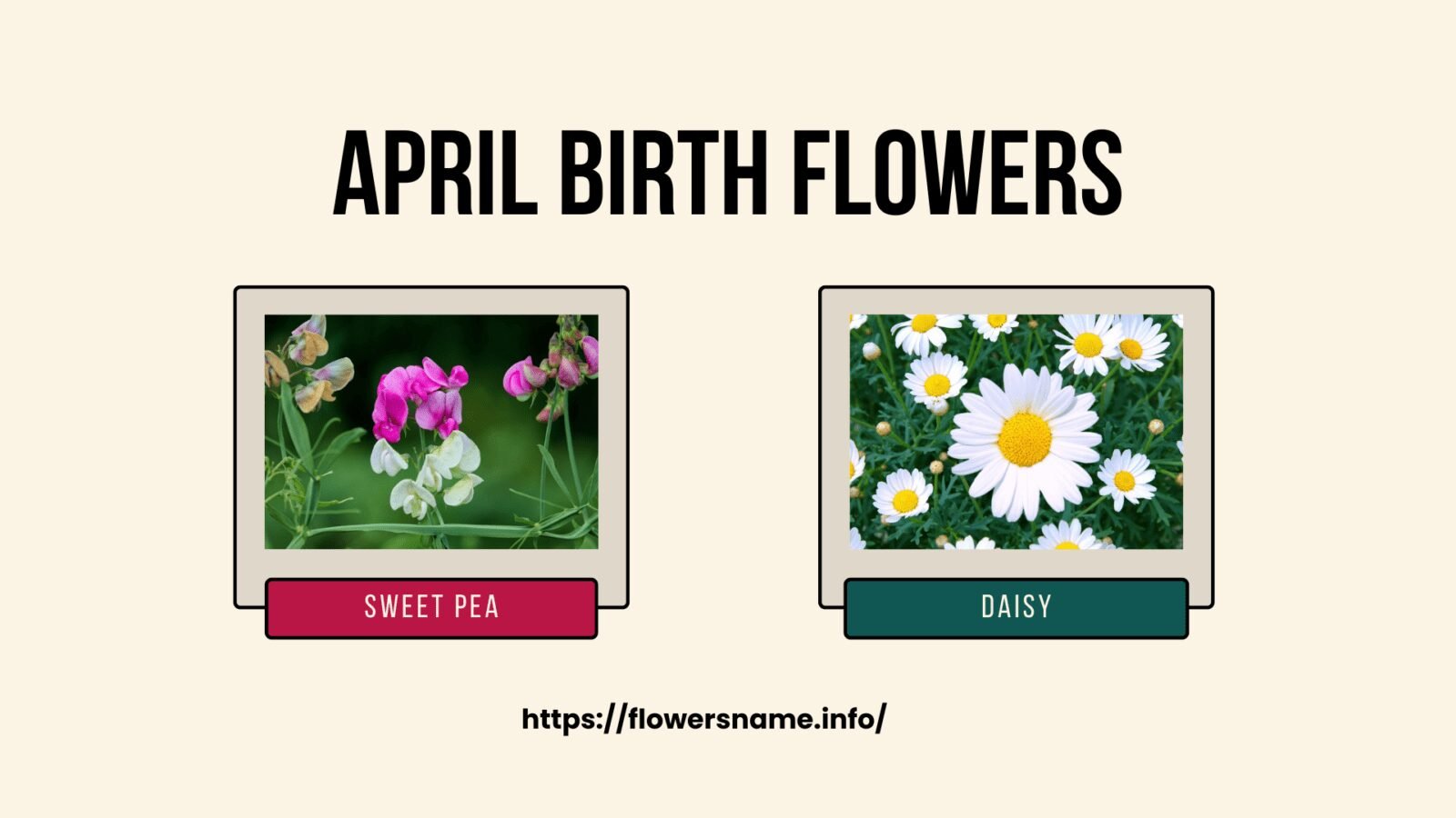 Get Happy with April Birth Flowers - Healthy Insights