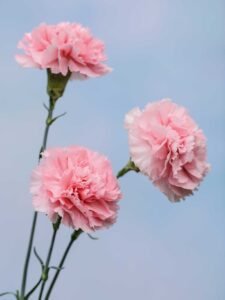 Carnations