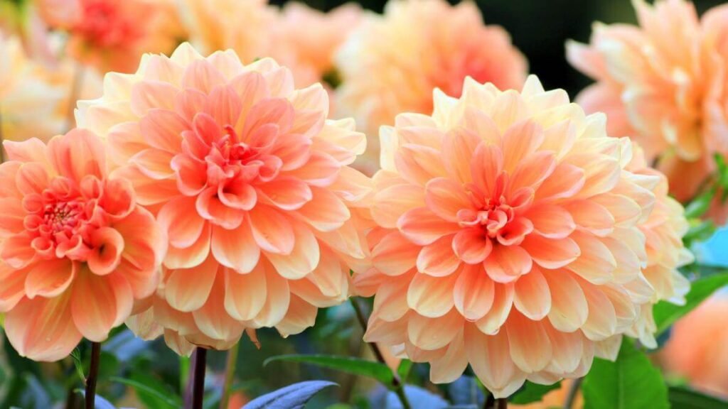 Dahlias