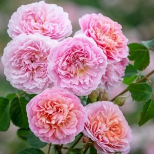 David Austin Roses