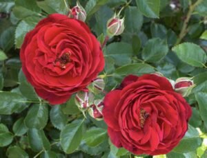 Floribunda Roses