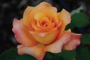 Hybrid Tea Roses - Types of Rose Names