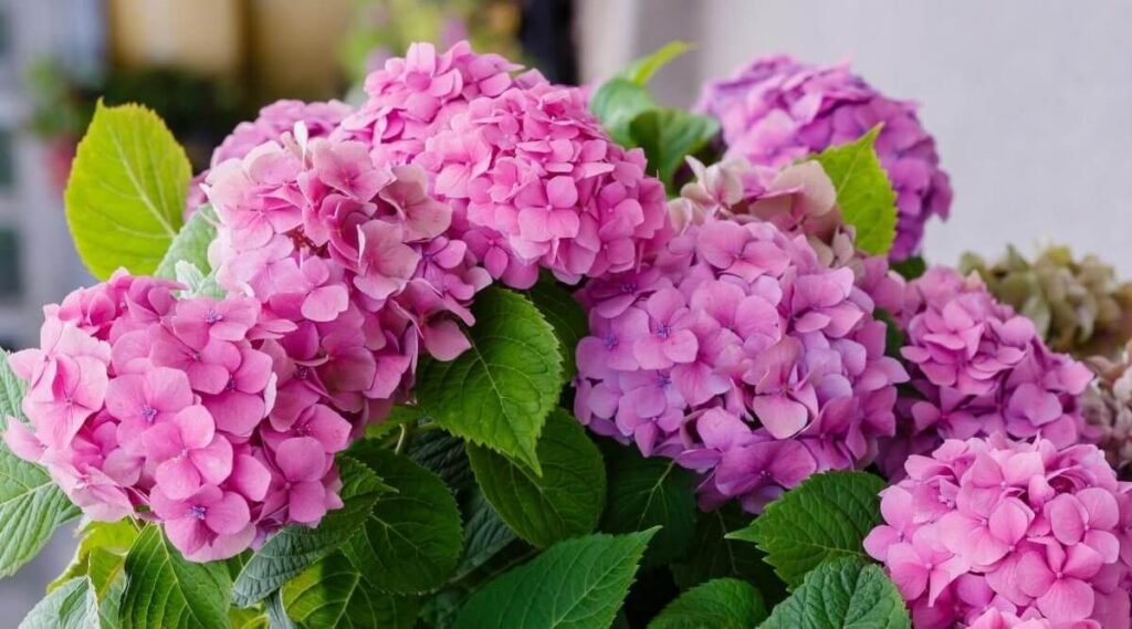 Hydrangeas