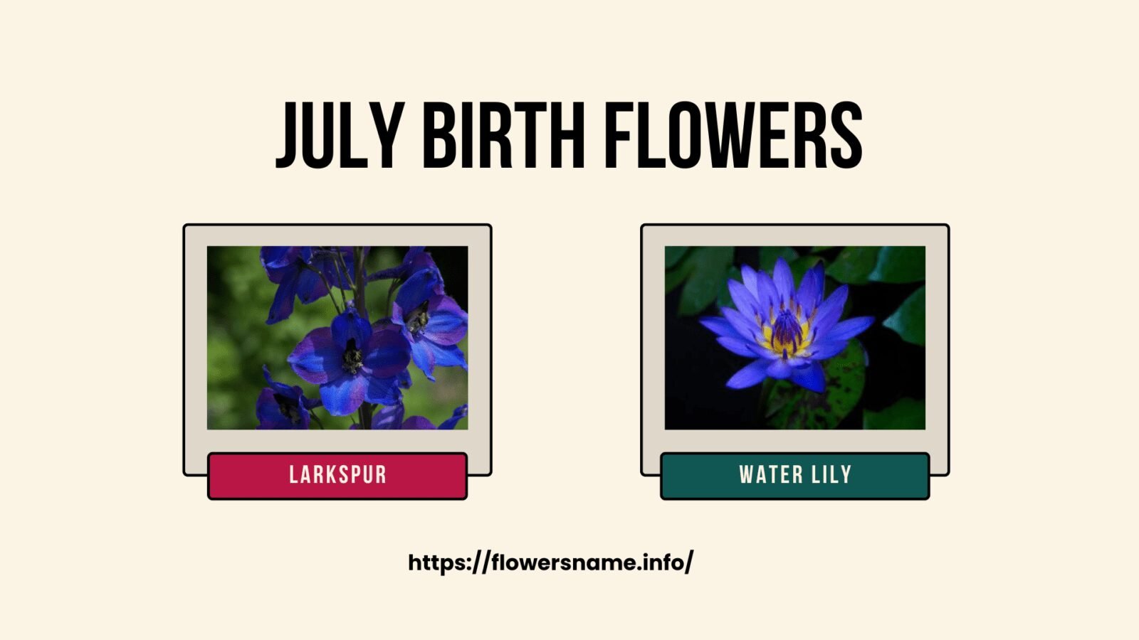 July Birth Flowers