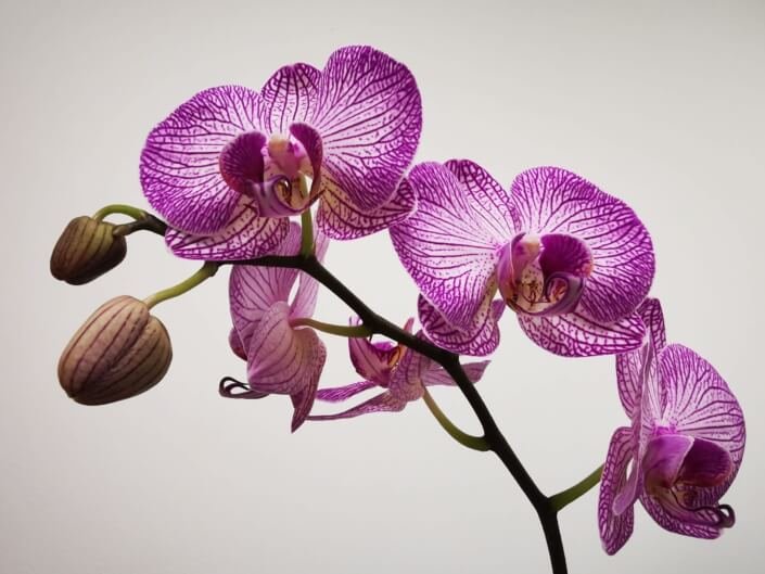 Orchid Names