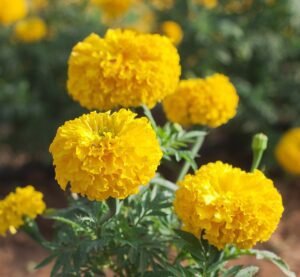 October Birth Flower -Marigold