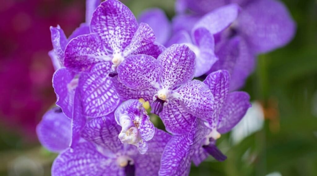 Vanda Orchid