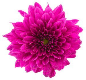 Chrysanthemum