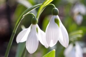 snowdrop