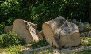 Top 4 Safety Tips for Tree and Stump Removal Projects