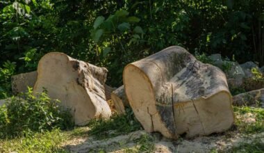 Top 4 Safety Tips for Tree and Stump Removal Projects