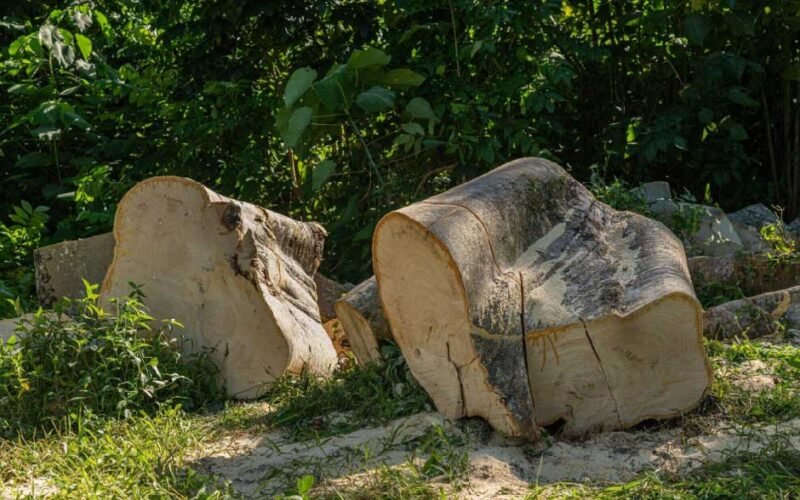 Top 4 Safety Tips for Tree and Stump Removal Projects